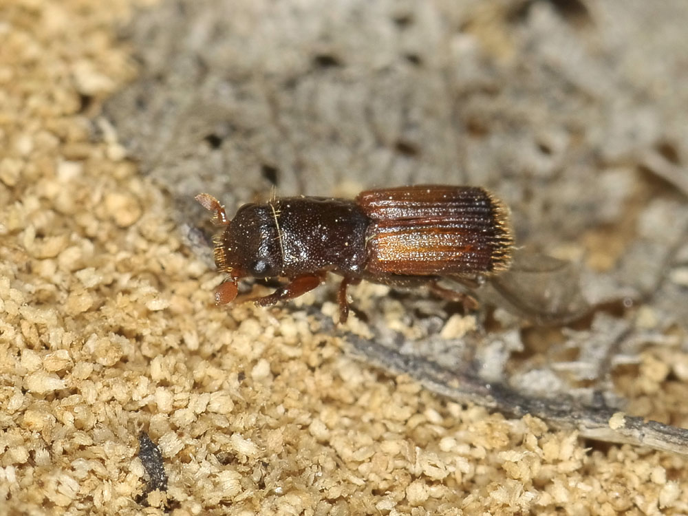 Platypus cylindrus - Curculionidae Platypodinae